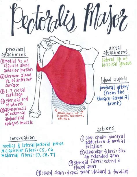 Pectoralis Major Muscle Anatomy Human Anatomy And Physiology Anatomy