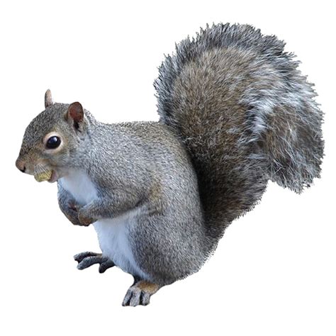 Squirrel Png High Quality Image