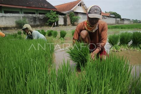 Upah Buruh Pencabut Bibit Padi Antara Foto