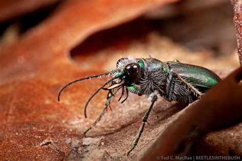 The Festive Tiger Beetle In Southeast Missouri Beetles In The Bush