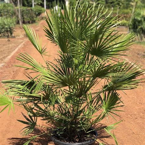 Veitchia Merrillii Green Gowthami Nursery