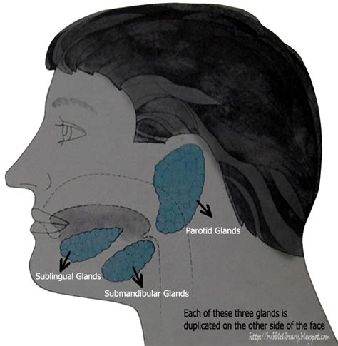 B u B b L e L i B R A R Y: Why do we produce saliva?