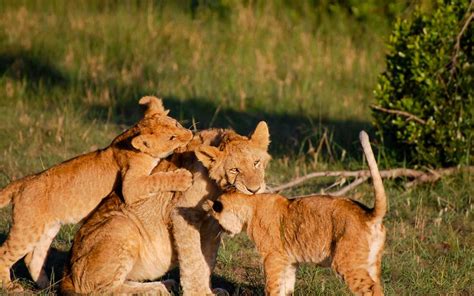 4 Days Maasai Mara Fly In Safari From Diani Or Mombasa