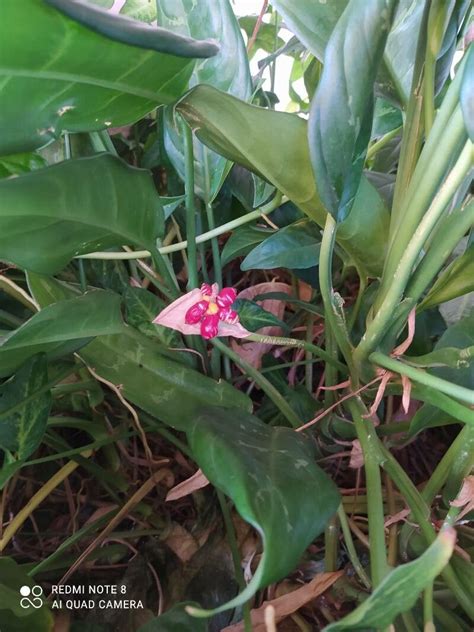 Aglaonema commutatum Schott Café de salão World flora Pl ntNet