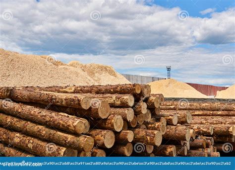 Pilas De Troncos Y Pilas De Serr N De Madera En El Patio De Madera