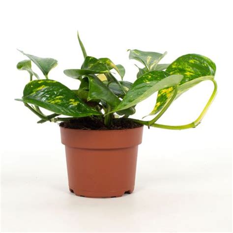 Epipremnum Hawaiian 12cm — Plant Wholesale FlorAccess