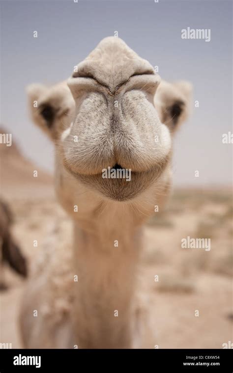 Saudi Arabia Desert Camel Hi Res Stock Photography And Images Alamy