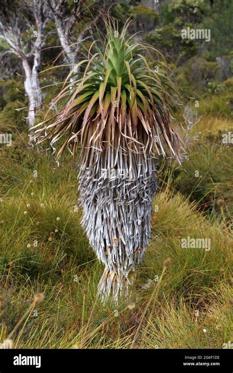 Giant Grass Trees In Cradle Mountain Lake St Clair National Park