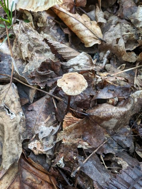 Gymnopus Semihirtipes From Madison Township In Usa On October