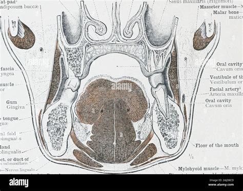 Inferior Turbinate Bone Hi Res Stock Photography And Images Alamy