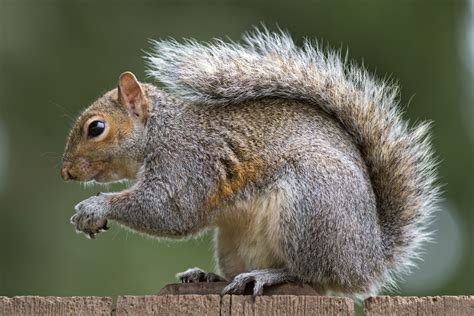 Squirrels - Facts about Squirrels | Passnownow