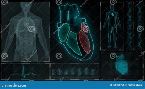 Function Of Four Chambers Of Human Heart Royalty-Free Stock Photography | CartoonDealer.com ...