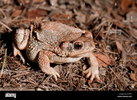 Red Spotted Toad Bufo Punctatus Arizona Usa Stock Photo Alamy