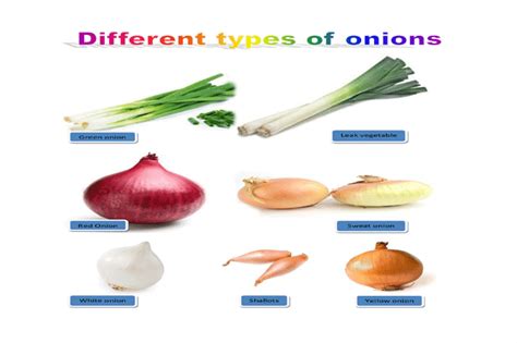 Onion is Premier Vegetable | Benefits of Onions - Page 3 of 5 - WiseLancer