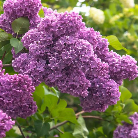 Common Lilac Tree Seeds – SEEDTOPIA