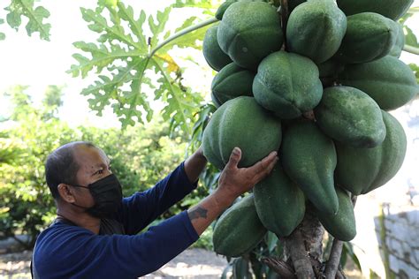 Papayas For Export Photos Philippine News Agency