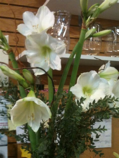 Beautiful white amaryllis Amaryllis, Flowers, Plants, White, Beautiful, Plant, Royal Icing ...