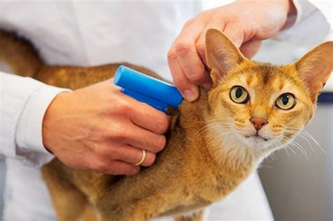 Microchip cho mèo và những thông tin hữu ích cần biết Bệnh viện Thú Y