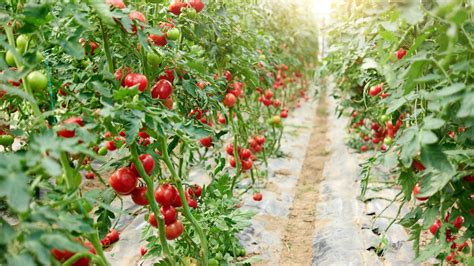 New greenhouse technology, improving tomato growing conditions