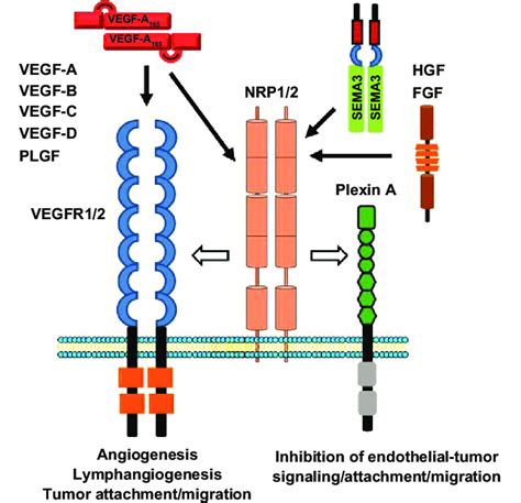 Schematic Showing Neuropilin12 Vegfr12 And Plexin A Receptors