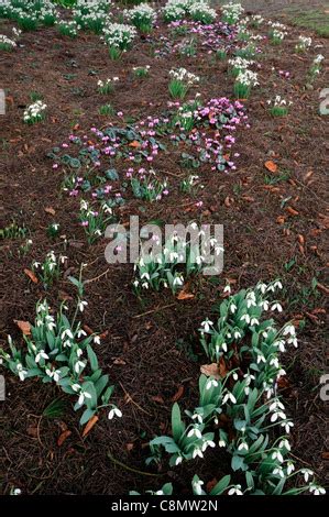 Cyclamen Coum With Galanthus Winter February Snowdrops Cyclamens White