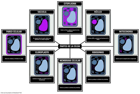 Partes De Una C Lula Vegetal Storyboard Per Es Examples Hot Sex Picture