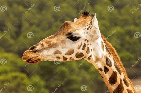 giraffe  prominent brown spots  ossicones    side