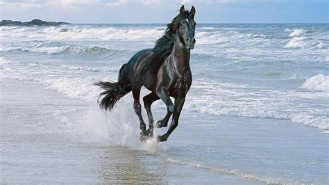 Running Horse Photography Black Horse Running Along The Shore ...