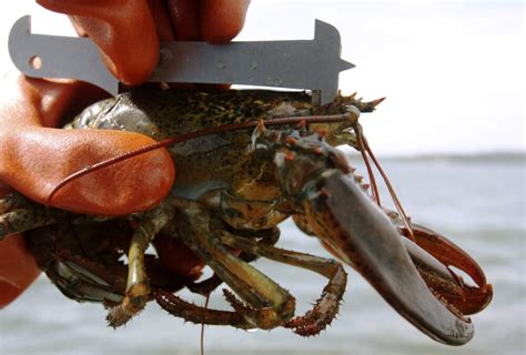 New data shows nearly 40% drop in Maine's young lobster population in ...