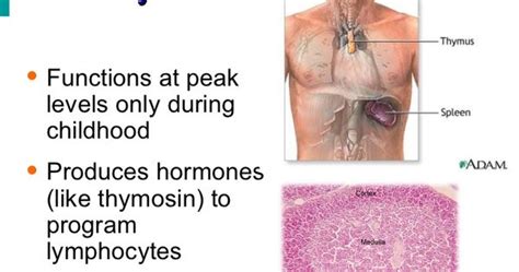 Hormones produced by thymus