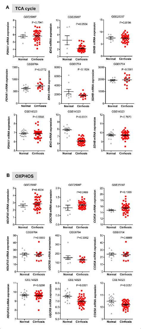 Gene Expression Of Tca And Oxphos Enzymes In Cirrhotic Livers Ab