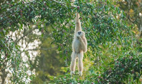 Gibbon Spotting Finding Thailands Most Charming Primate In Khao Yai