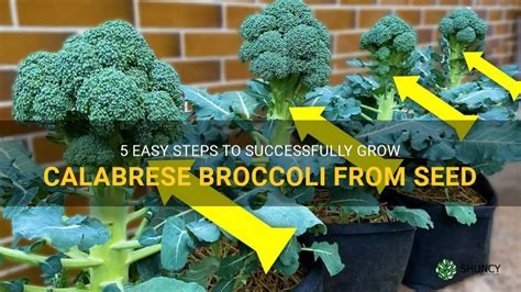 5 Easy Steps To Successfully Grow Calabrese Broccoli From Seed Shuncy