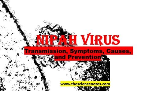 Nipah Virus: Understanding Transmission, Symptoms, Causes, and Prevention - The Science Notes