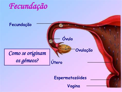 Como Ocorre A Fecundação Humana Braincp