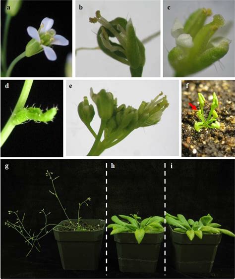 Floral And Vegetative Morphology Of Arabidopsis A Wild Type Flower