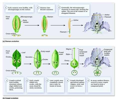 Evolution Of Seed Plants - Plants BY