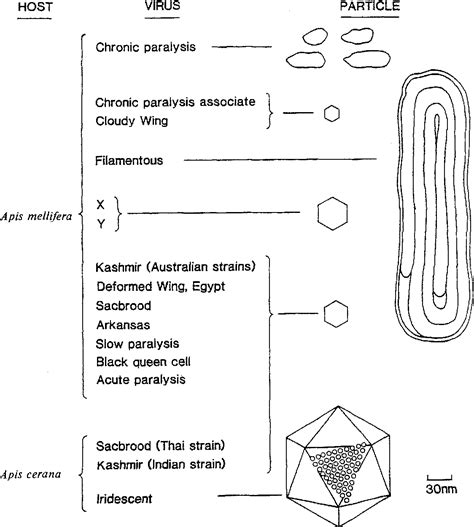 Figure 2 From An Introduction To Viruses And Techniques For Their