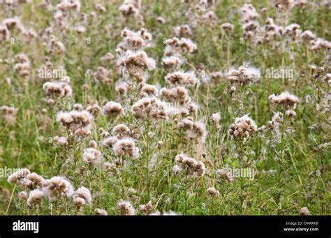 Seed dispersal wind hi-res stock photography and images - Alamy