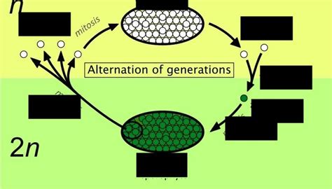 liverworts life cycle Diagram | Quizlet