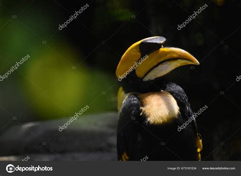 Great Hornbill Species Seen Its Habitat Species Conservation Program ...