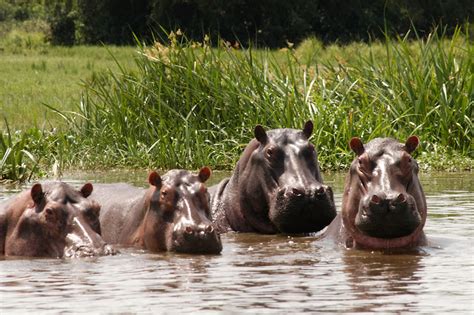 Hippos Relax In Water Luxury Uganda Safaris