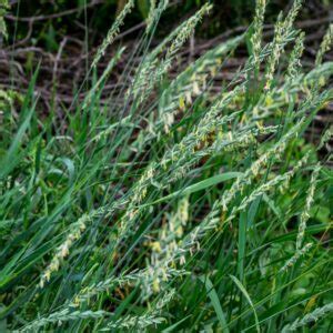 Perz W A Ciwy Elymus Repens Praktyczny Poradnik Rolnika