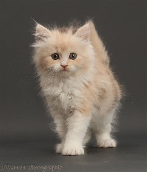 Persian X Ragdoll Walking On Grey Background Photo Wp46622