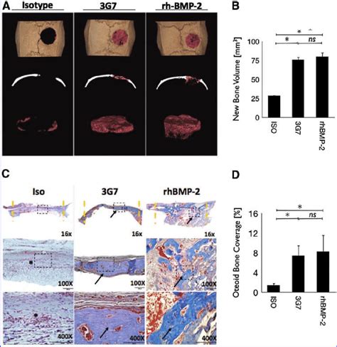 Quantitative And Qualitative Comparison Of Bone Formation In Response