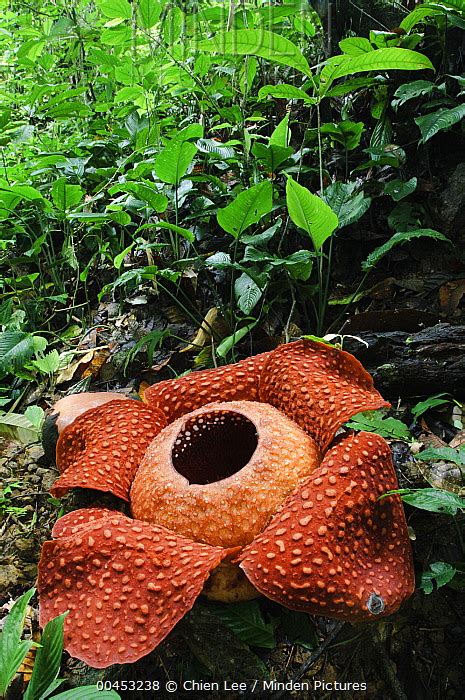 Rafflesia stock photo - Minden Pictures