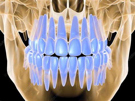 Human skull with teeth, computer artwork - Stock Image - F003/4504 - Science Photo Library