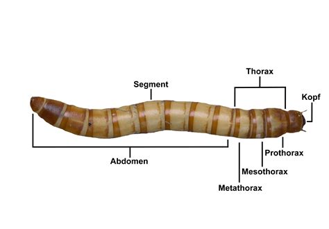 Mealworm Anatomy - Kopler Mambu