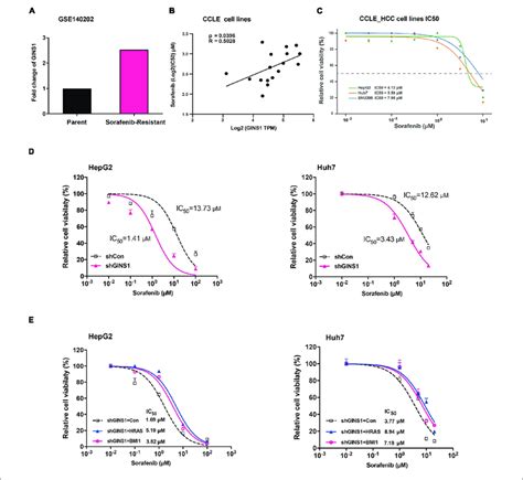 Sorafenib Resistance Regulated By Gins In Hcc Cells A Gene