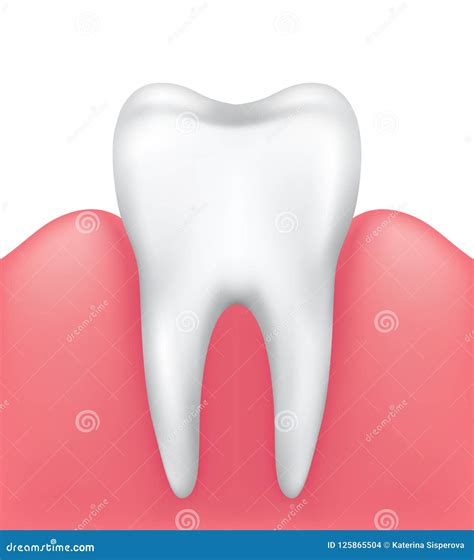 Vector Healthy Shiny Tooth In Pink Gums Isolated On White Background